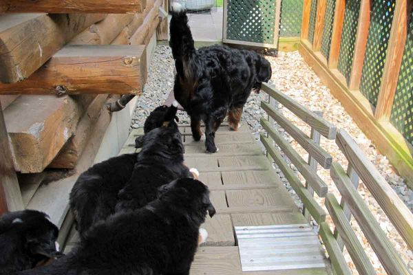 Pups Following Balsam into the Yard - Day 42
Pups all can run out of the house and into the yard!  A summer litter is SO much easier than winter ones.
