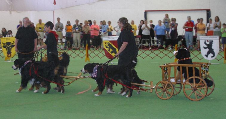 Quad at Opening Ceremonies in Gettysburg, PA 2005 BMDCANational Specialty
