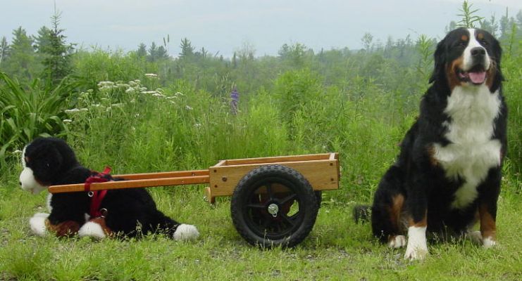 Munchkin Cart
