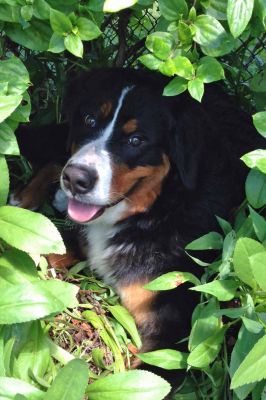 Riffie Staying Cool in the Heat!
9 Months Old.
