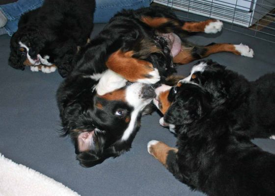 Ripley Playing With Her Puppies - Day 51
She is still letting them nurse several times per day.  If they bite too hard, she growls which stops the puppy.
