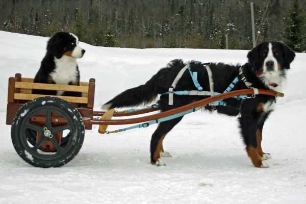 Ripley and Balsam
Balsam gets her first carting lesson.
