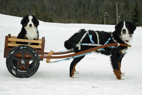 Balsam and Ripley
Ripley at 3 months of age gets her first carting lesson.
