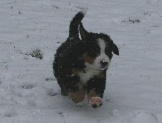 Ripley First Snow
