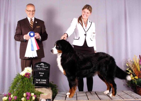 Ripley Group 4 in Sherbrooke 
Ripley, shown by Bonnie Galbraith, on her way towards her CKC Championship.
