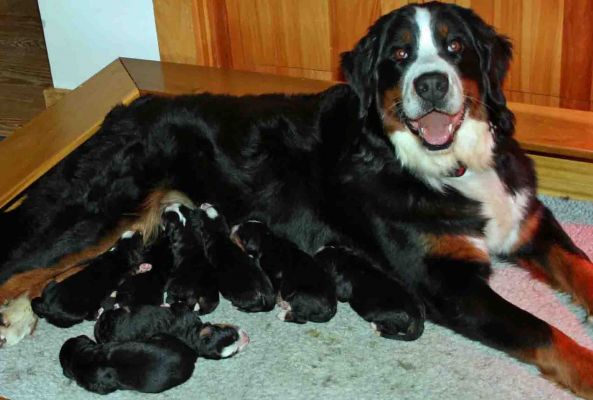 Ripley and Puppies - Day 2
We are all feeling much better.
