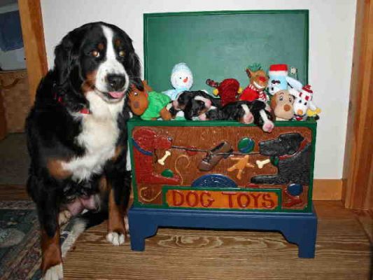 Ripley and Her Toy Box
The puppies have each picked out a toy with which you can watch them grow.
