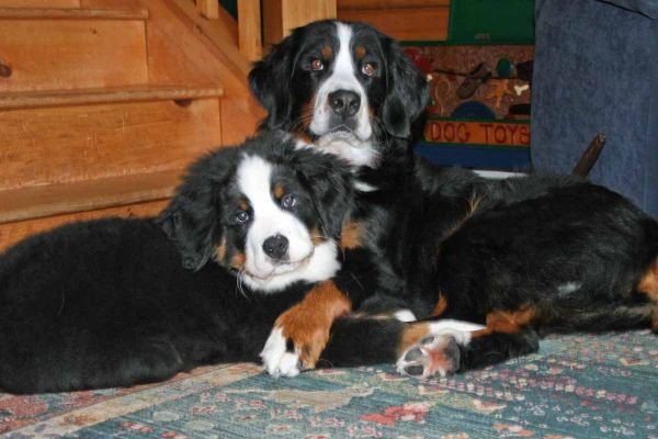 Balsam and Ripley
3 Months Old.
