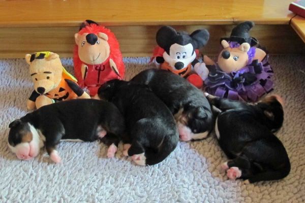Monoo, Coggin, Saco and Pemi - Day 5
All the pups are about 2 pounds.
