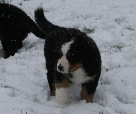 Sabbaday First Snow
