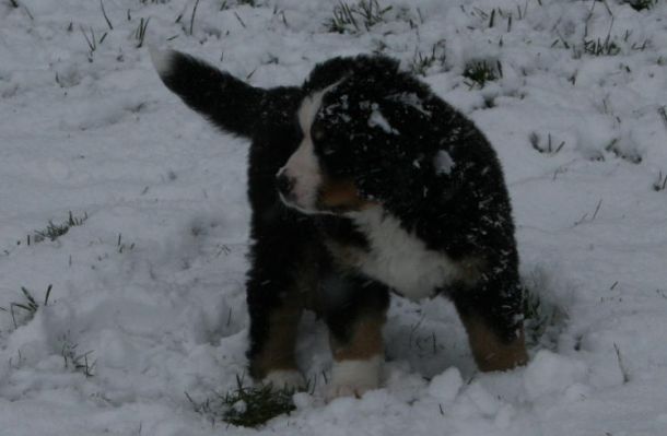 Sabbaday First Snow
