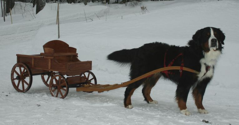 Jefferson with Small Buckboard Wagon
