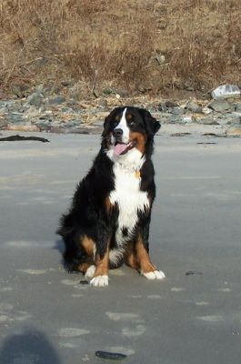 Susie ~15 Months Old - CGC!
