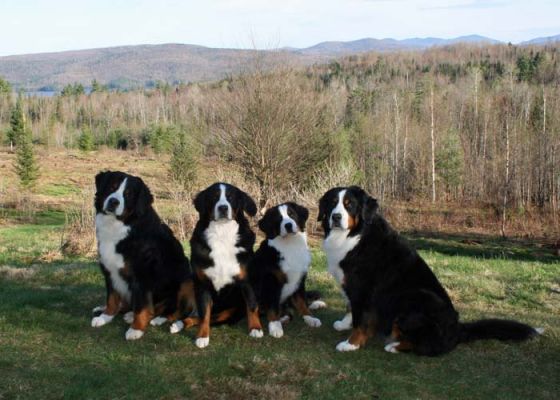 Tennescott Family - Balsam 6 Months Old
Grandma Kessie, Mom Ripley, Balsam and Uncle Jefferson
