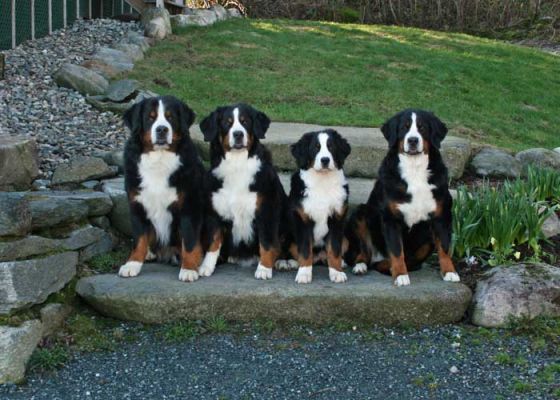 Tennescott Family - Balsam 6 Months Old
Uncle Jefferson, Grandma Kessie, Balsam and Mom Ripley
