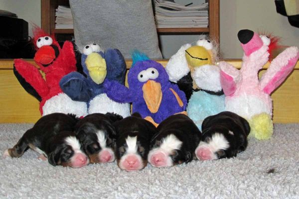 Tennescott White Mtns Town Puppies - Day 3
Randolph, Thornton, Conway, Bartlett & Lisbon (left to right).
