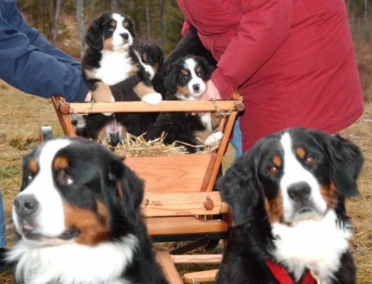 Proud Parents with Puppies
