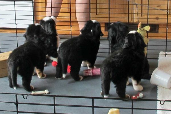 Pups Waiting For Food - Day 42
They are not very patient!
