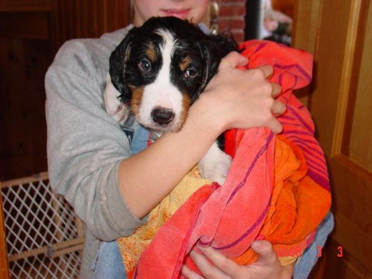 Adams' First Bath
