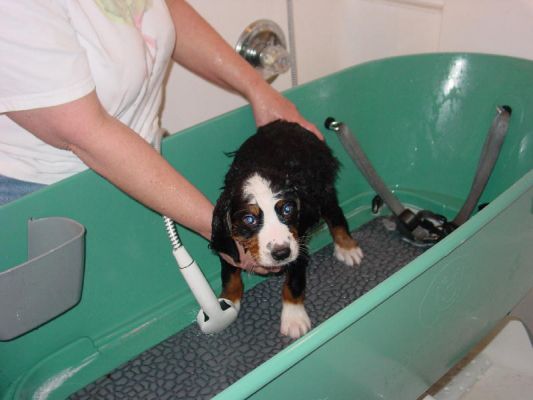 Monroe (Logan) Gets Her First Bath
