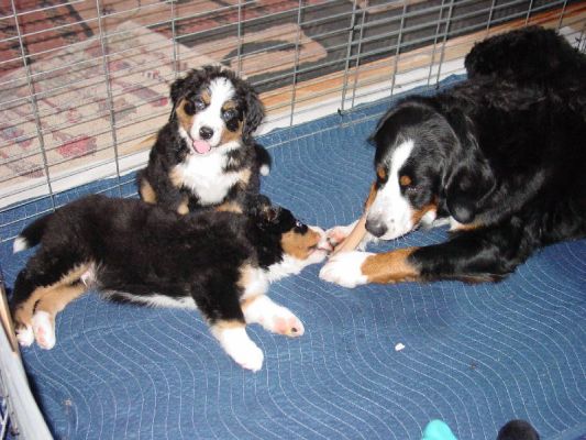 Madison (sitting) with Adams and Kessie sharing a bone
