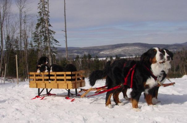 Pups First Sleigh Ride
