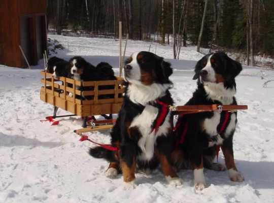 Mac and Kessie Take the Pups for a Sleigh Ride
