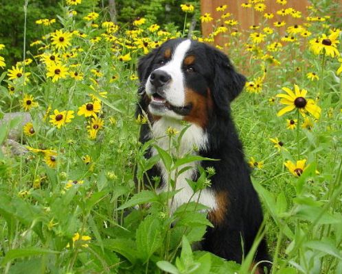 Baby Jefferson in the Flowers August 2005
