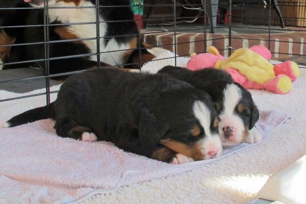 Pups Cooling on Wet Towel
