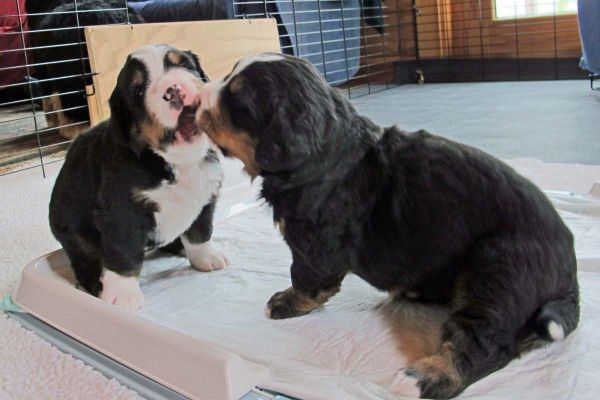 Pups Playing
