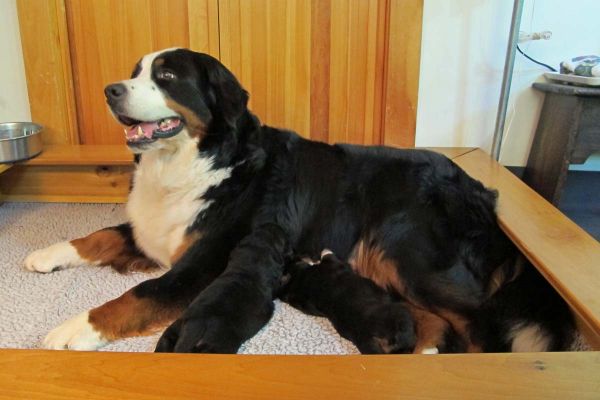 Balsam with Pups - 16 Days Old
Whelping Box is Getting Small.
