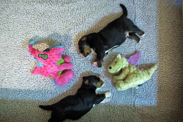 16 Days Old.
Cave Pups with Dragons.  Look at those bellies!
