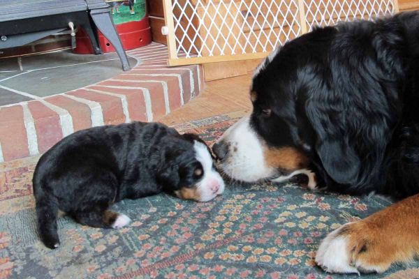 Grandma Ripley Meets Polar
16 Days Old.
