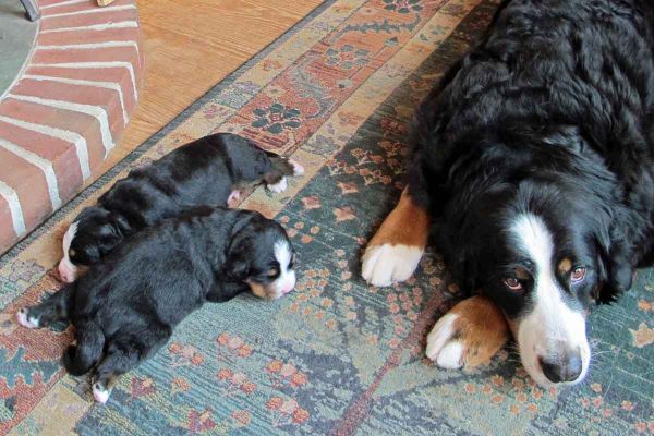 Ripley with Pups
16 Days Old.
