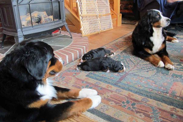 Dalton and Ripley with Pups
16 Days Old.
