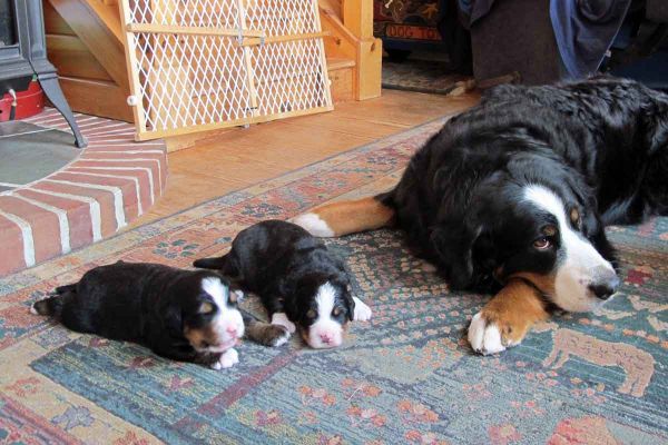 Boulder and Polar Meet Grandma Ripley
16 Days Old.
