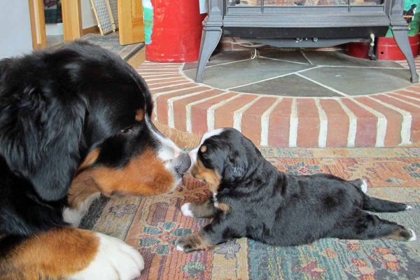 Brother Dalton Meets Boulder
13 Months and 16 Days Old.
