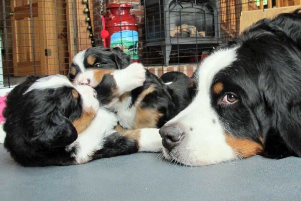 Pups Playing With Each Other And Balsam
Day 28.
