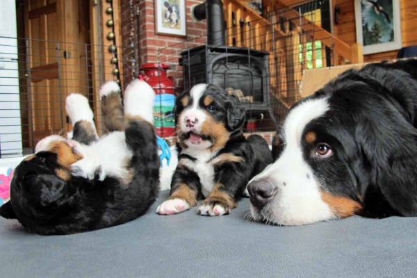 Pups Playing With Balsam
Day 28.
