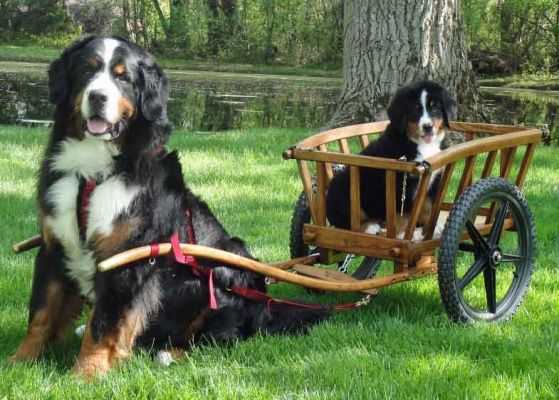 Boomer with his Nephew
