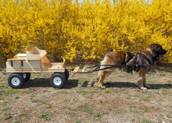 Jack White 
Leonberger Specialty RI 2011
