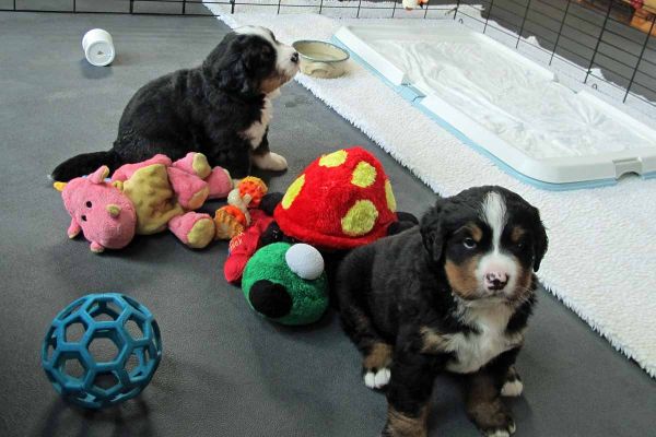 Pups - Day 31
Pups sitting waiting for action.
