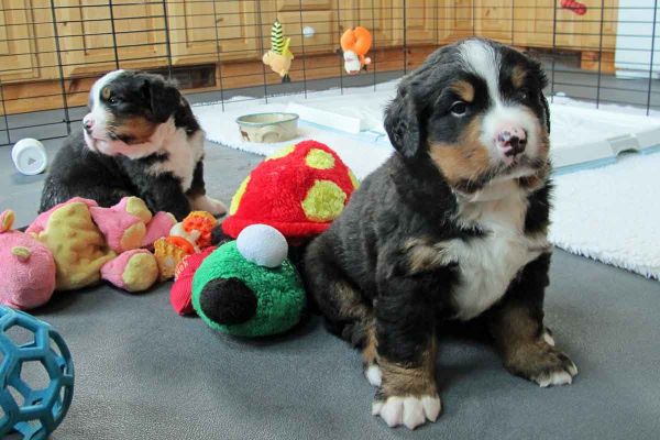 Pups - Day 31
We are getting big.
