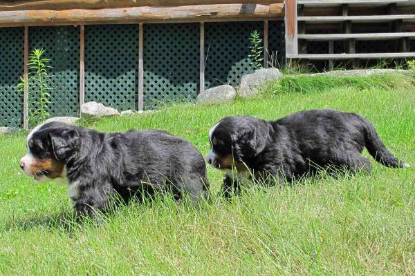 Pups Outside - Day 31
Hey it's hot - Let's find the shade!
