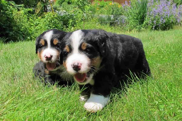 Pups Outside - Day 31
This is Fun!
