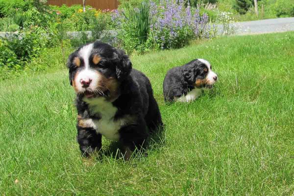 Pups Outside - Day 31
We are big boys now, first time outside!
