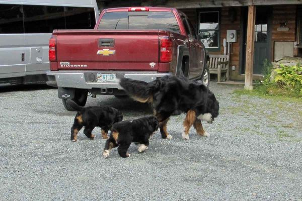 Pups walking with Balsam - Day 49
