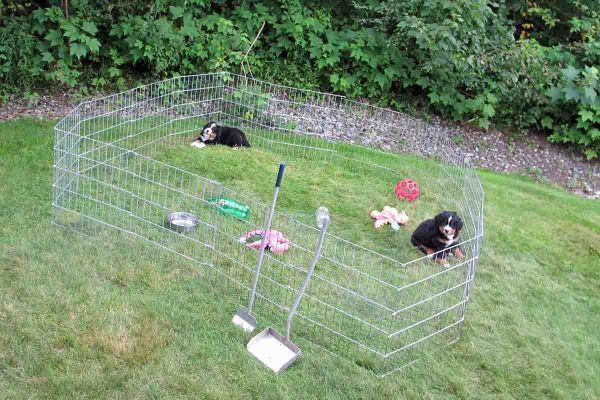 Day 49 - Pups in Front Yard
