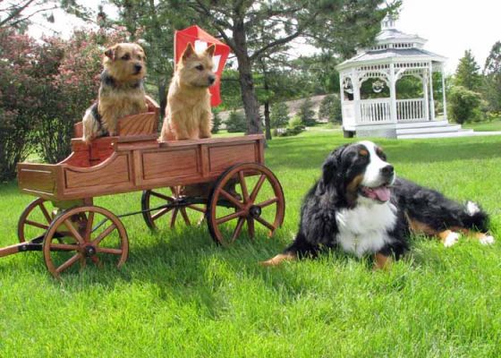 Hazel and Flirty with Bente
BMDCA National Specialty - 2010
Small Buckboard
