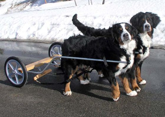 Elka and Molly Jones Model Air Force One
Experimental Brace Training Wheels
